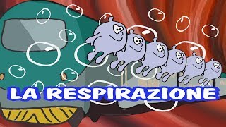 LA RESPIRAZIONE E I POLMONI  SIAMO FATTI COSÌ MALE [upl. by Leirrad]