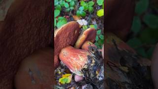 Flockenstieliger Hexenröhrling 🍴 Neoboletus Erythropus pilze funghi boletus mushroom wald [upl. by Ssur]