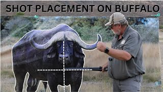 Shot placement on Buffalo [upl. by Nytsyrk]