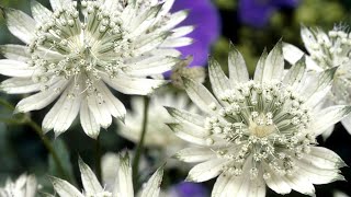 Bare root plants arrived  Astrantia Snow Star  Nora Barlow Aquilegia  Caladium Cranberry Star [upl. by Ahsemaj]