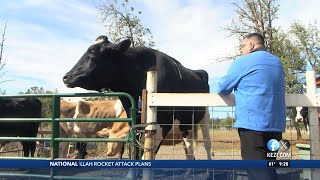 Fall festival celebrates Creswells world famous steer [upl. by Nirrep513]