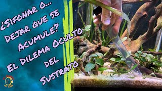 Se debe o no Sifonar el sustrato del acuario [upl. by Annonyw352]