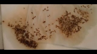 The Best Home Made Fruit Fly Trap with proof [upl. by Nylassej]