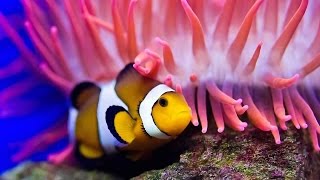 Nature Documentaire Francais Lincroyable Vie Des Poissons►à lintérieur de leurs palais de corail [upl. by Mathia]