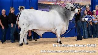 Mr H Malone Manso 3269  2022 Bluebonnet Kickoff Grand Champion [upl. by Enitsahc]