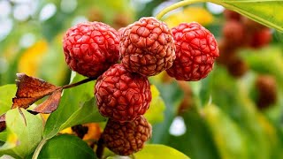 Top 10 Cold Hardy Fruit Trees Every Gardener Should Grow [upl. by Py507]