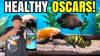 How to Keep your Oscar Fish Healthy [upl. by Otto]