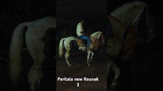 Paritala new Raunak 2 9912723892 💥💥💥💯💯🐎🐎 [upl. by Carlo]