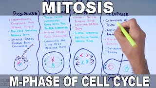 Mitosis  MPhase [upl. by Vories]