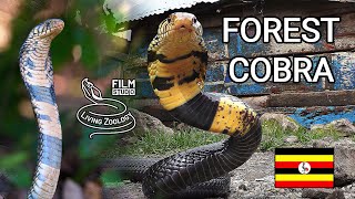 Deadly venomous Forest cobra Naja subfulva snake island in Uganda longest true cobra worldwide [upl. by Oicirtap419]