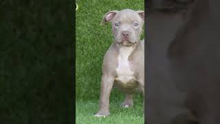 Power of transformation ☠🗿shorts dog doglover [upl. by Ware]