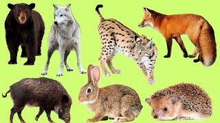 Los animales para niños Animales del bosque El Sonido de los Animales Aprender animales en Español [upl. by Lauder]