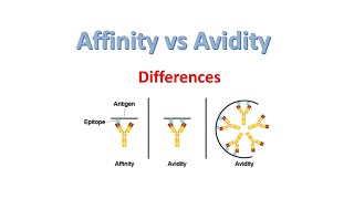 Affinity vs Avidity  Difference between Affinity and Avidity [upl. by Ames846]