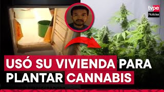 Ventanilla presunto estudiante fue detenido con vivero de marihuana en su vivienda [upl. by Olocin]