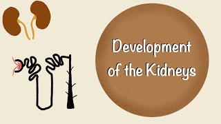 Development of the Kidneys  Renal Embryology  Development of the Urinary System  Embryology [upl. by Nohtanoj578]