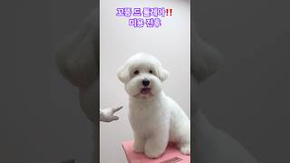 꼬똥미용 가위컷 전후‼️coton shorts 안양애견미용 Coton De Tulear Grooming 꼬똥드툴레아 [upl. by Jew]