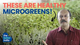 He Grows Delicious amp Healthy Microgreens In His House 🌱  Kerala [upl. by Nodnar]