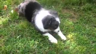 Parsons Place Stable Miniature Australian shepherd puppies [upl. by Attenol]