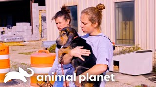 Tia Torres Rescues 8 Dogs From a Mississippi Shelter  Pit Bulls amp Parolees  Animal Planet [upl. by Yentiw]