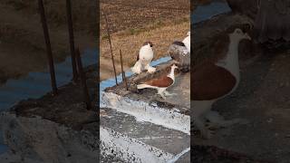 Lahori Shirazi Pigeons 😍 kabutar status 🕊 shorts [upl. by Mochun]