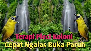 Terapi Pleci Koloni Cepat Ngalas Bongkar Materi  Simulasi Lomba Pleci pleci terapipleci art [upl. by Ecirtam218]