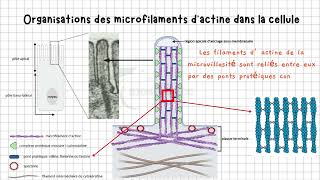 Vidéo 2 Cytosquelette  Les Microfilaments dActine Dévoilés  Structure Agencement et Fonctions [upl. by Chud]