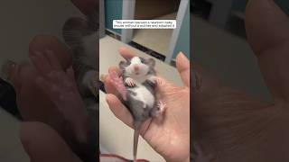 This woman rescued a newborn baby mouse without a mother and adopted it animalshorts [upl. by Jessi]