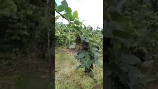 PANEN Biji Mucuna  Dari Kebun Mucuna bracteata Kacangan Paling TOP di Perkebunan Kelapa Sawit [upl. by Annirok715]