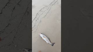 Beautiful Redfish On Topwater Right Off The Beach fishing fish ytshorts shortvideo shorts fyp [upl. by Aiuhsoj52]