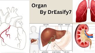 quotOrganquot can also refer to a part of a larger system that performs a specific task [upl. by Leo]