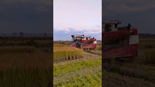 yanmar paddy harvester 😱😱 shorts yanmar harvester [upl. by Atsyrhc]