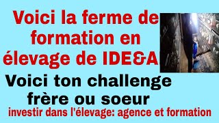 Élevage de poulet en côte dIvoire  voici la ferme de formationet agence investir dans lélevage [upl. by Gabe364]