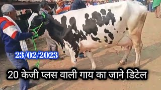 Madhaul Pashu Mandi Mahua Biharhf Cow 20 Kg Jersey Cow Market [upl. by Kenn]