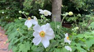 Anemone x hybrida Honorine Joubert Japanese Anemone  EASY BEGINNER PLANT  LATE SEASON FLOWERS [upl. by Ambrosia]