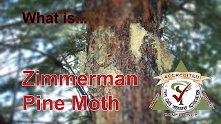 What is a Zimmerman Pine Moth [upl. by Imelida]