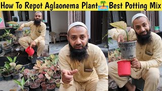 How To Repot Aglaonema Plant👏Aglaonema Plant Care👏Best Potting Mix For Aglaonema👌 [upl. by Leora512]