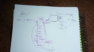 Medullary Hormones Epinephrine Norepinephrine Dopamine Adrenaline Synthesisstoragedegradation [upl. by Adnuhsed707]