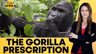 Gabon SelfMedicating Gorillas Could Hold the Key to the Future of Human Medicine Firstpost Africa [upl. by Rempe789]