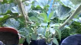 Tomates Hidroponicos en Caño de PVC 10 12 2011MP4 [upl. by Abramson]