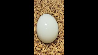 10000 Superworms VS Egg Timelapse Mealworms eating egg [upl. by Johnsson91]