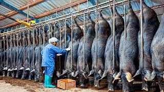 How Millions Black Pigs Farming in China FarmMeat Processing in Factory  Black Pig Farm Technology [upl. by Engleman]