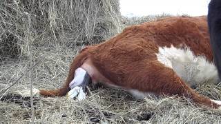 Hereford Cow Calving [upl. by Huei]