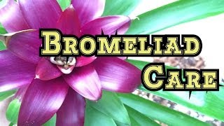 Bromeliad Care First time Repotting Bromeliads lots of Bromeliad pups [upl. by Iridissa]