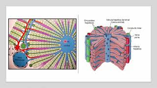 HISTOLOGÍA DEL APARATO DIGESTIVO IV HÍGADO Dra Margarita De Lima Eljuri [upl. by Onirefes]