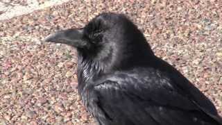 Raven Begging Call in Painted Desert AZ by Sayre Nature [upl. by Moth]