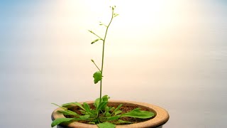 Time Lapse of Arabidopsis thaliana growing from seed [upl. by Llebiram338]