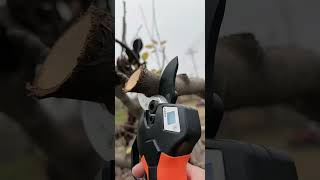 Electric pruning shears Old mans head pruning shears 40 caliber pruning shears [upl. by Bloxberg]