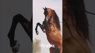 Hors Arabic youtube hores edit shortsvideo shorts shirts [upl. by Alauqahs]