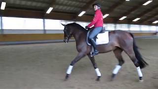 Ingrid Klimke arbeitet Siena just do it offenes Training 250118 Video 8 [upl. by Eveleen922]