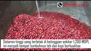 AGROWISATA KAMPUNG KOPI [upl. by Naida]